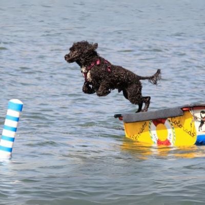 Portuguese water dog water trial